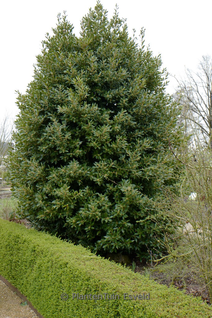 Cornus mas ‘Aurea’