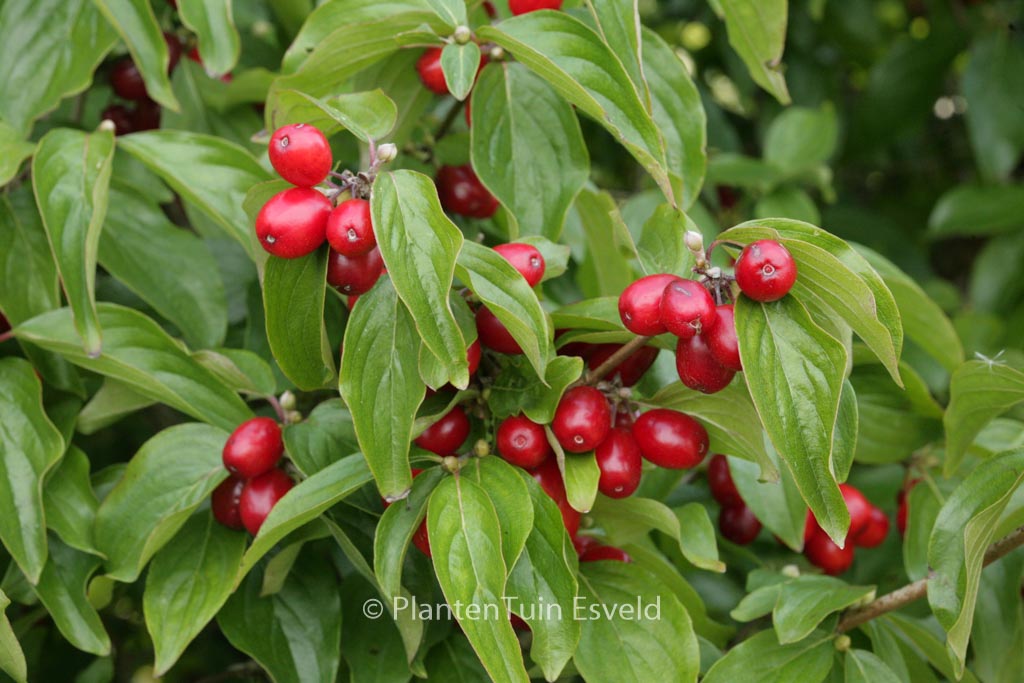 Cornus mas ‘Golden Glory’