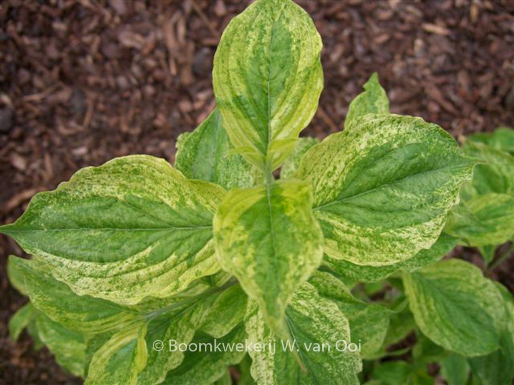 Cornus mas ‘Happy Face’