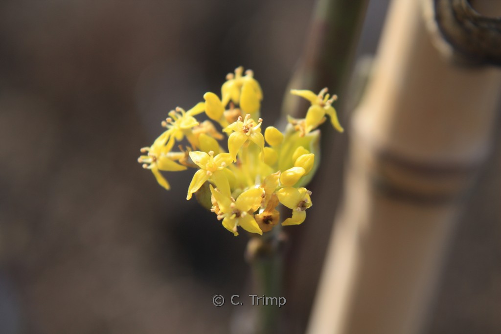 Cornus mas ‘Kasanlak’