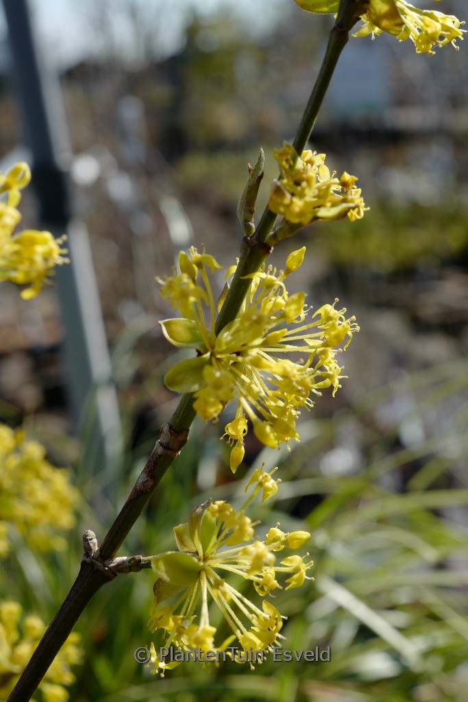 Cornus mas ‘Schoenbrunner Gourmet-Dirndl’