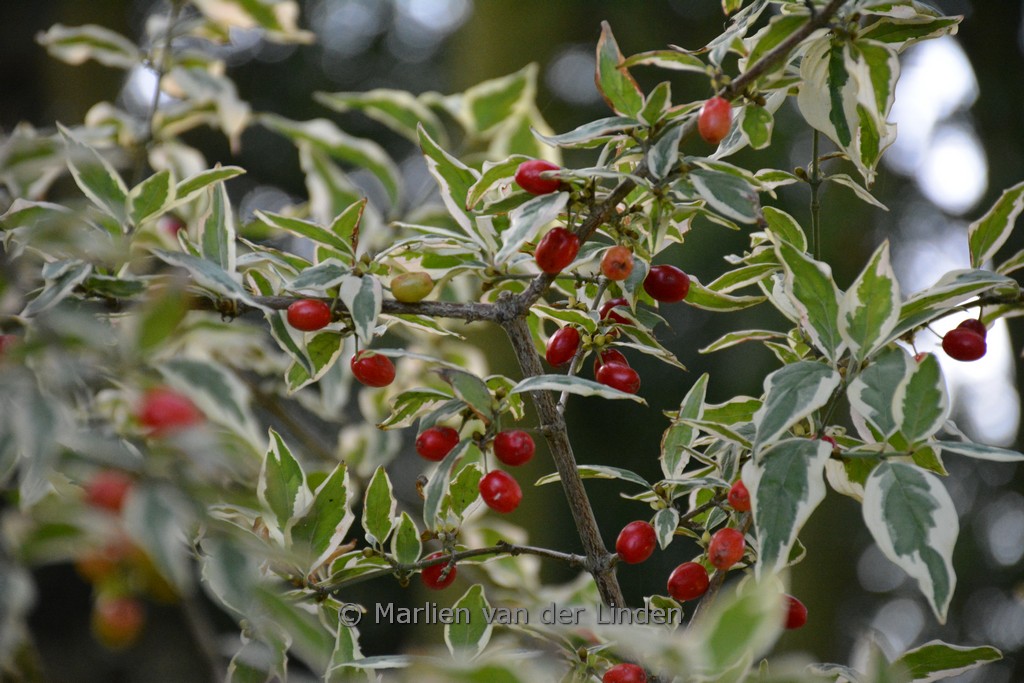 Cornus mas ‘Variegata’