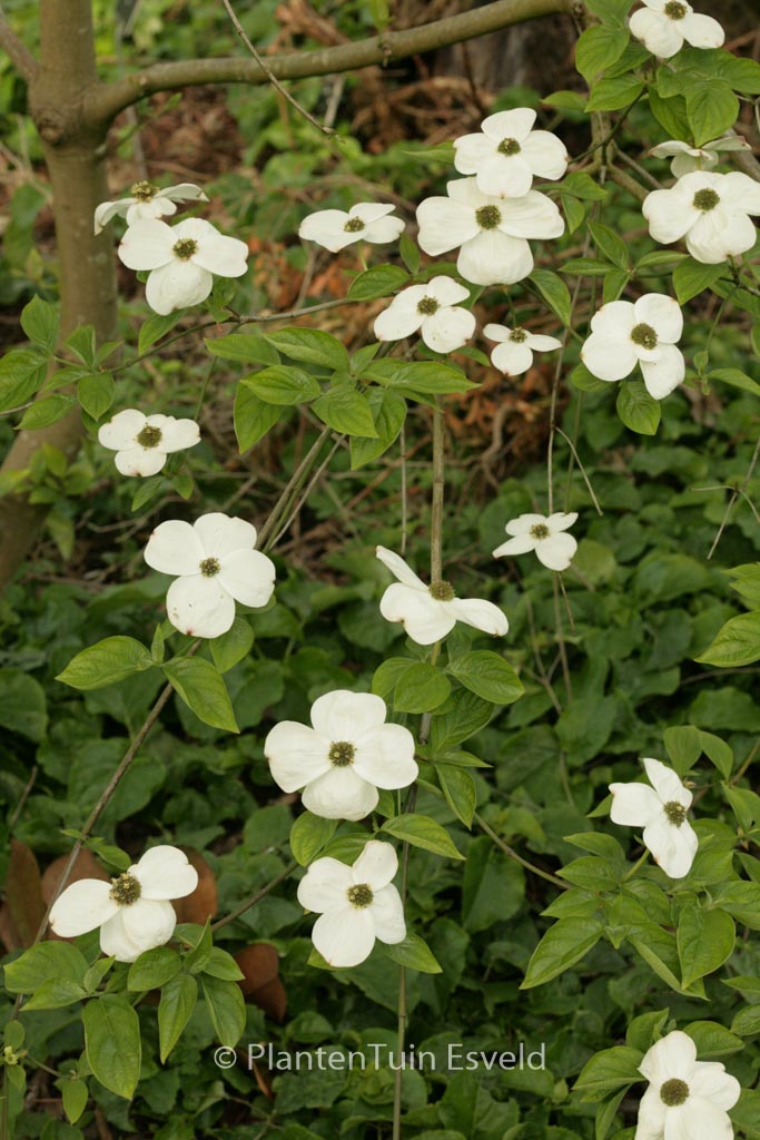 Cornus nuttallii ‘Monarch’