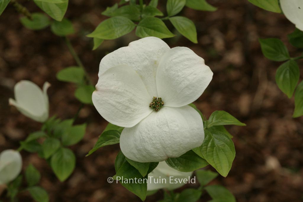 Cornus nuttallii