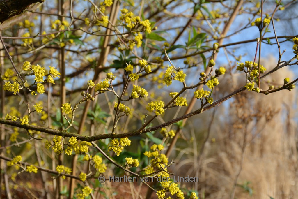 Cornus officinalis ‘Robin’s Pride’