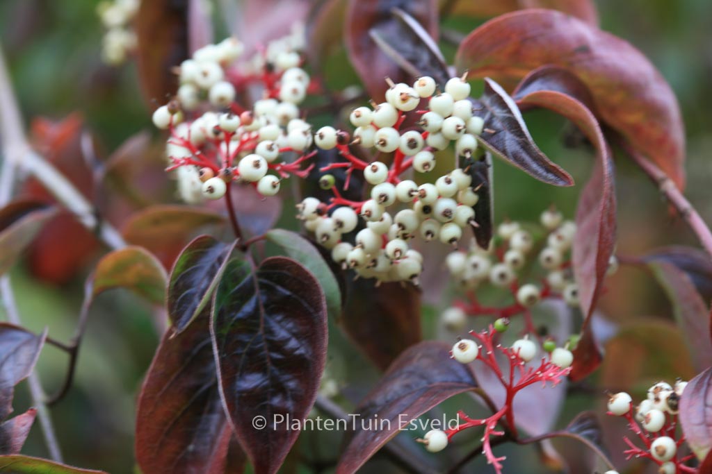 Cornus racemosa