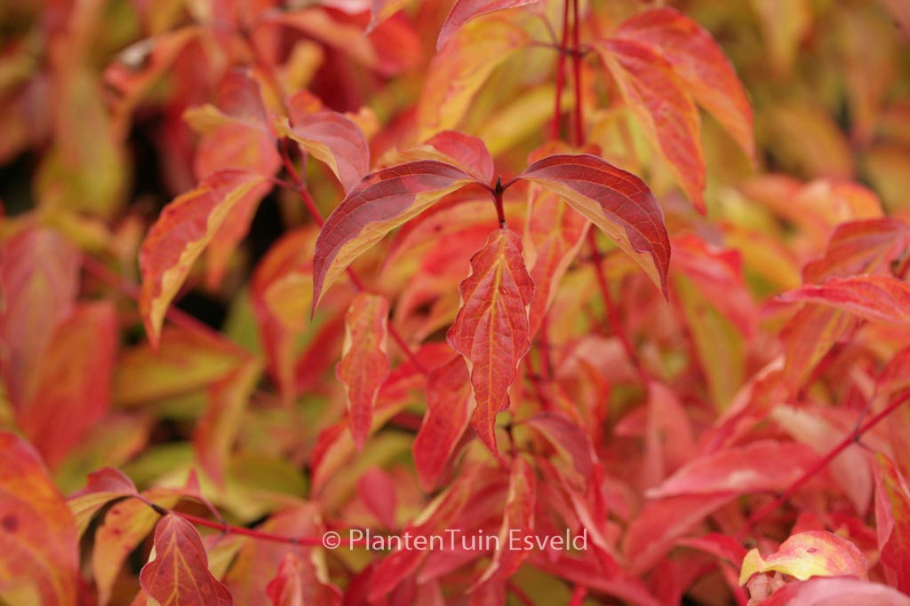 Cornus sanguinea ‘Anny’s Winter Orange’