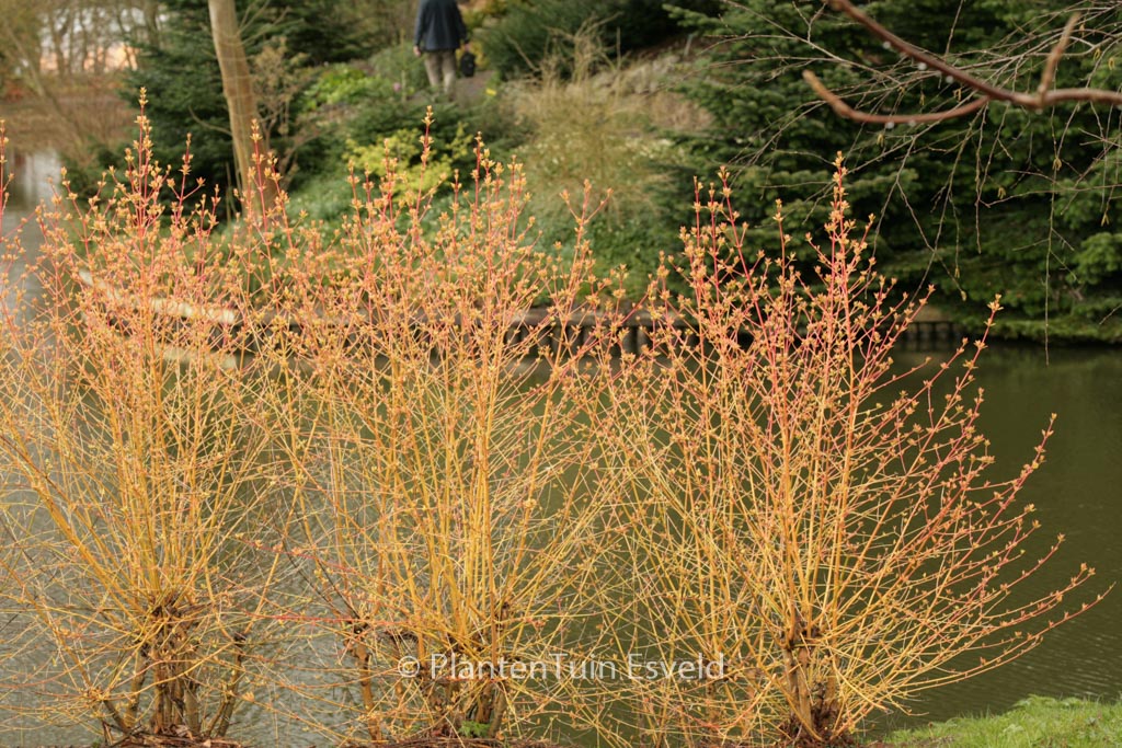 Cornus sanguinea ‘Midwinter Fire’