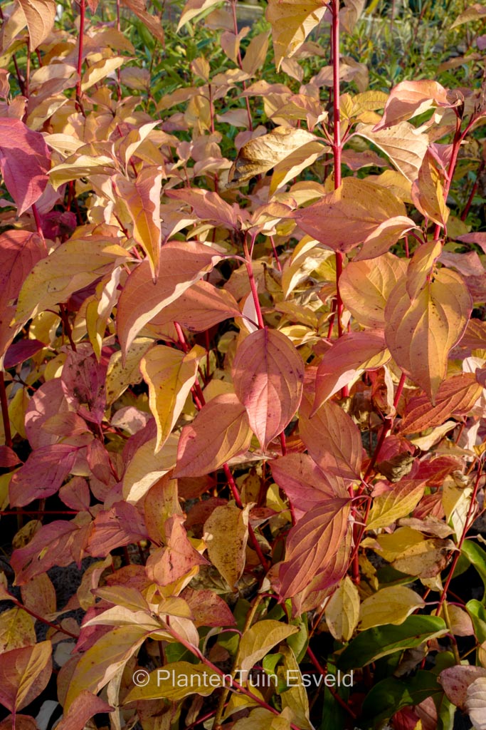 Cornus sanguinea ‘Sifa’