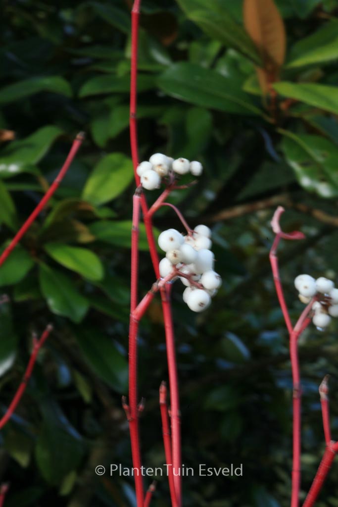 Cornus sericea ‘Cardinal’