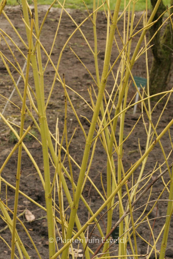 Cornus sericea ‘Flaviramea’