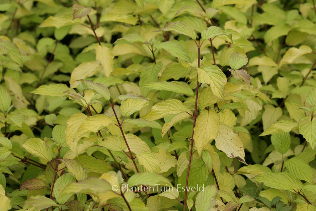 Cornus sericea ‘Sunshine’