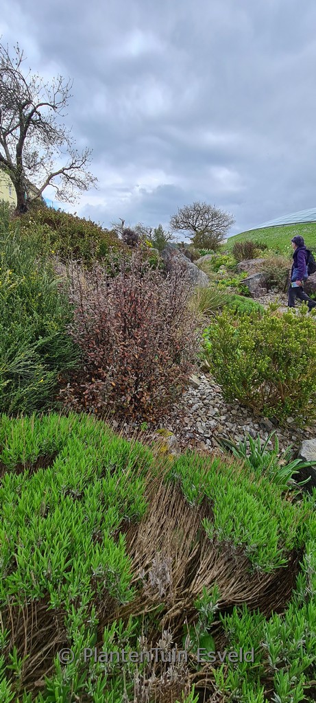 Corokia virgata ‘Frosted Chocolate’