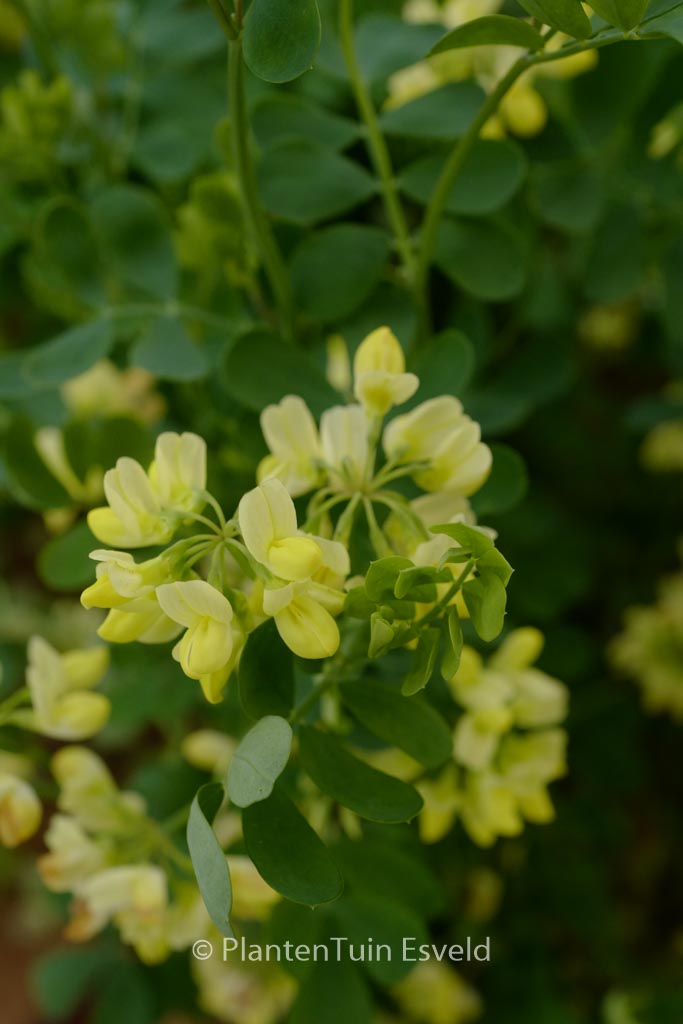 Coronilla valentina ‘Citrina’
