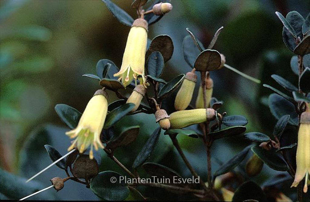Correa backhousiana