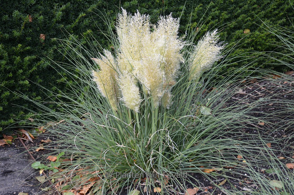 Cortaderia selloana ‘Day1’ (TINY PAMPA)