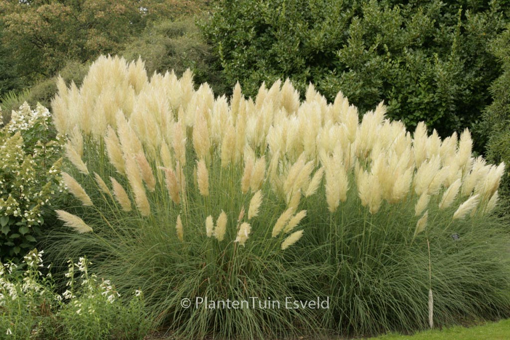 Cortaderia selloana ‘Pumila’