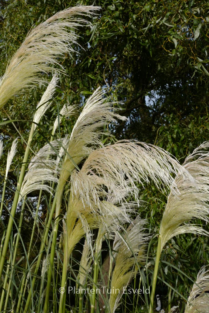 Cortaderia selloana ‘Sunningdale Silver’