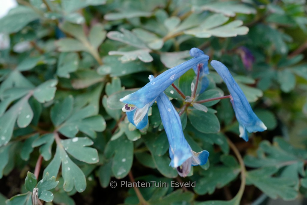 Corydalis ‘Blue Heron’