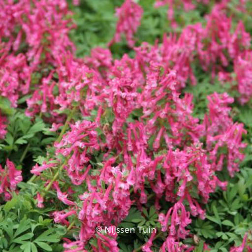 Corydalis solida ‘Beth Evans’