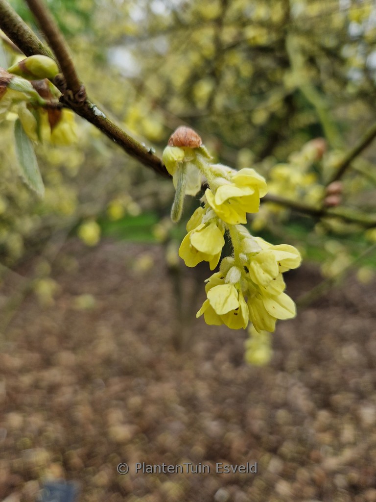Corylopsis glabrescens