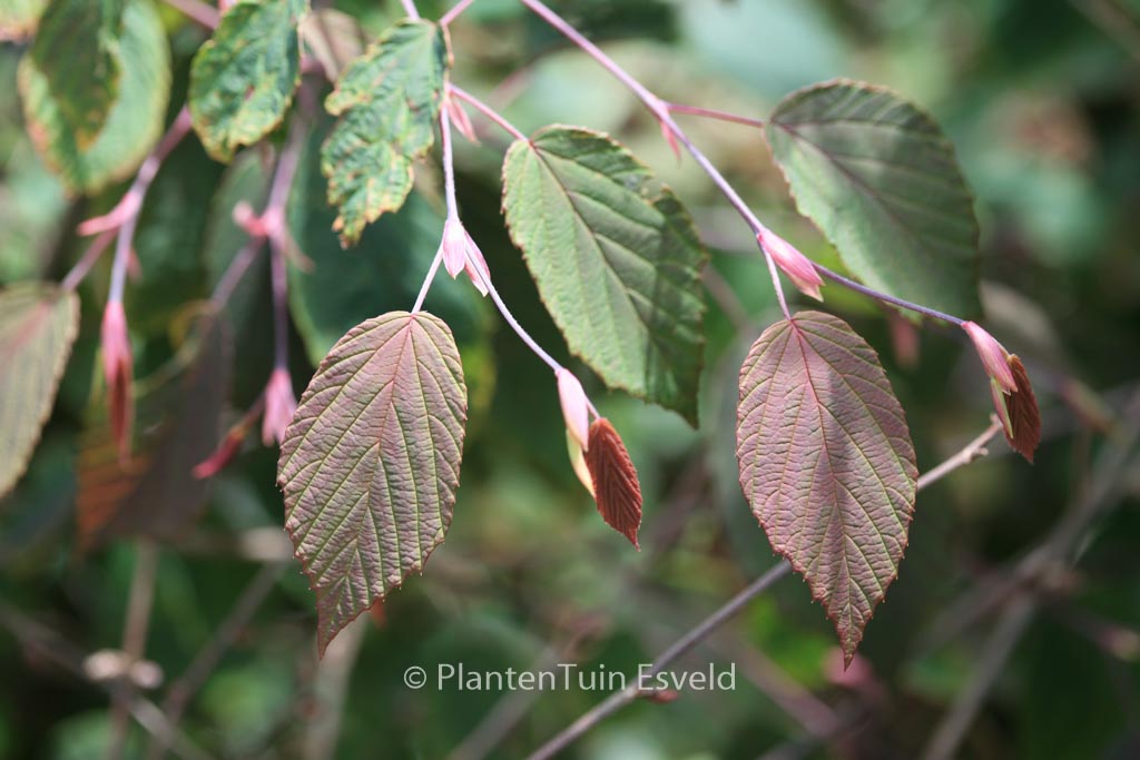 Corylopsis sinensis ‘Spring Purple’