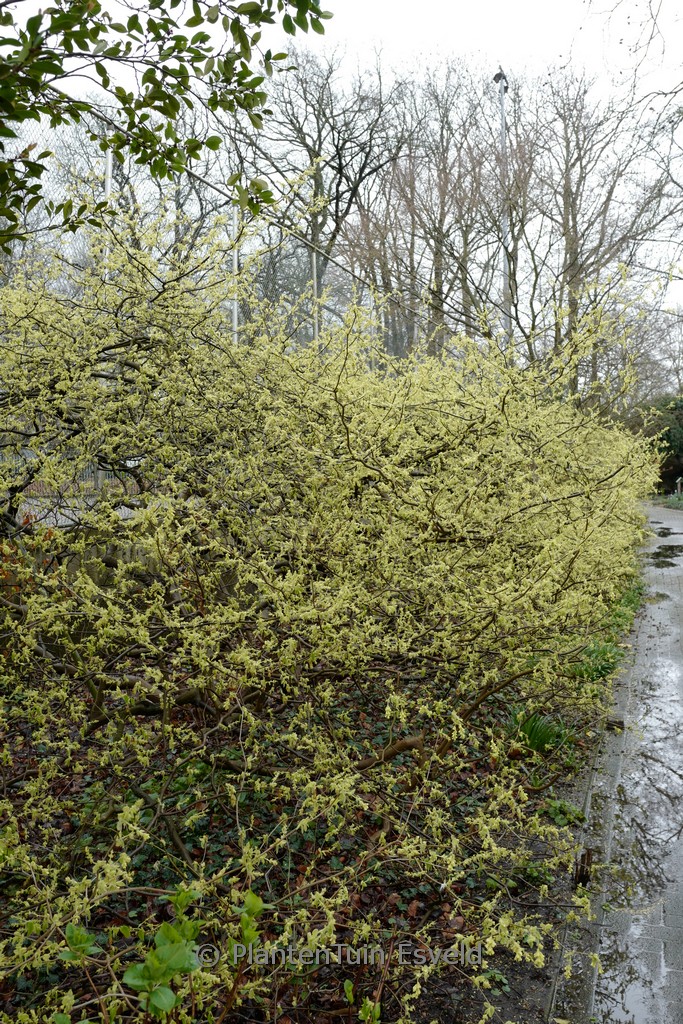 Corylopsis spicata