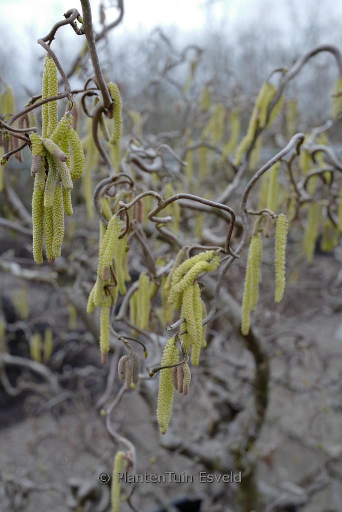 Corylus avellana ‘Contorta’