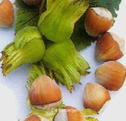 Corylus avellana ‘Geant de Halle’