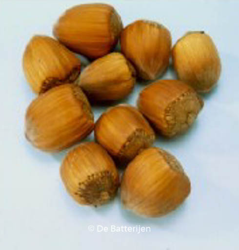 Corylus avellana ‘Gunslebert’