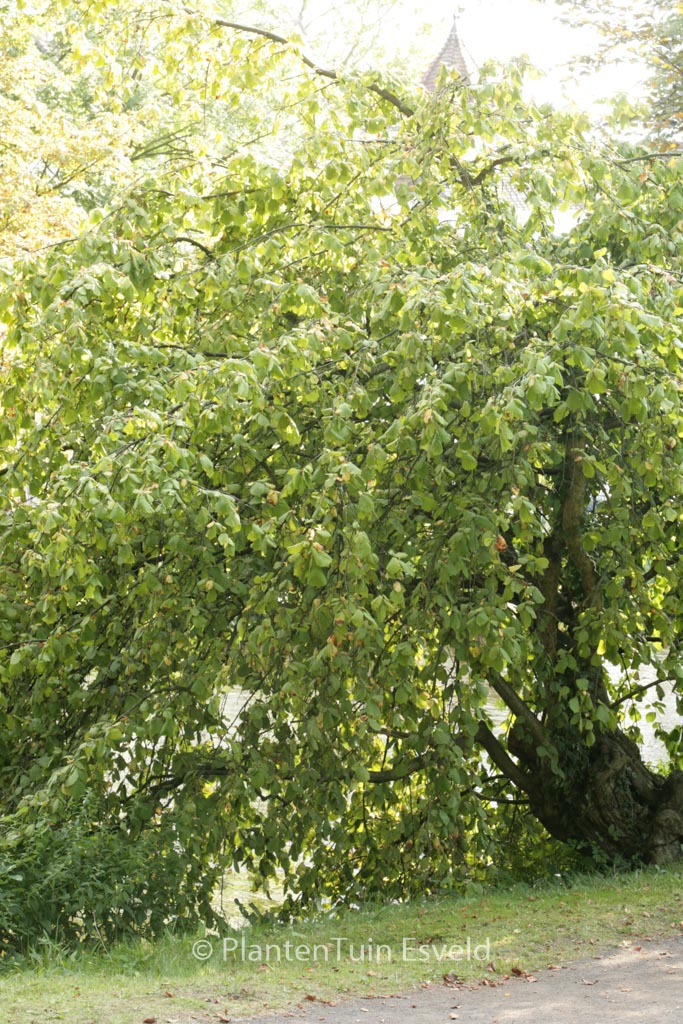 Corylus avellana ‘Pendula’
