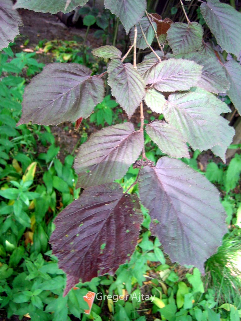 Corylus avellana ‘Purpurea’