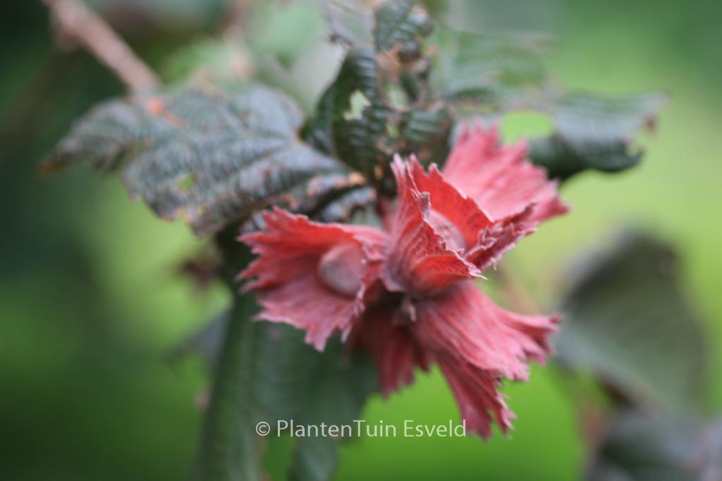 Corylus avellana ‘Rode Zellernoot’