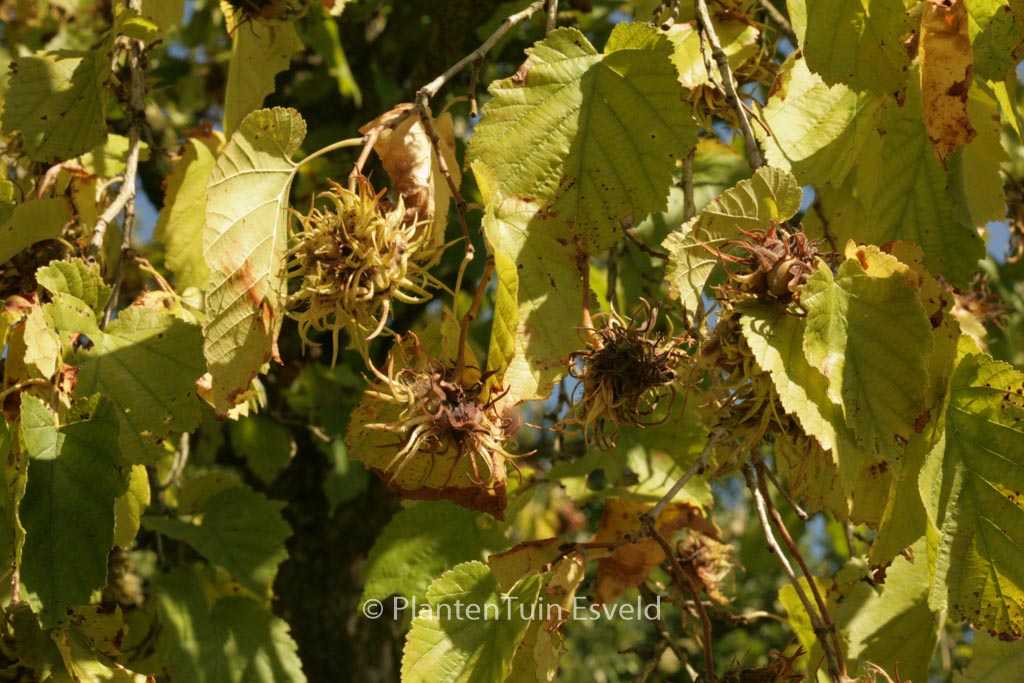 Corylus colurna