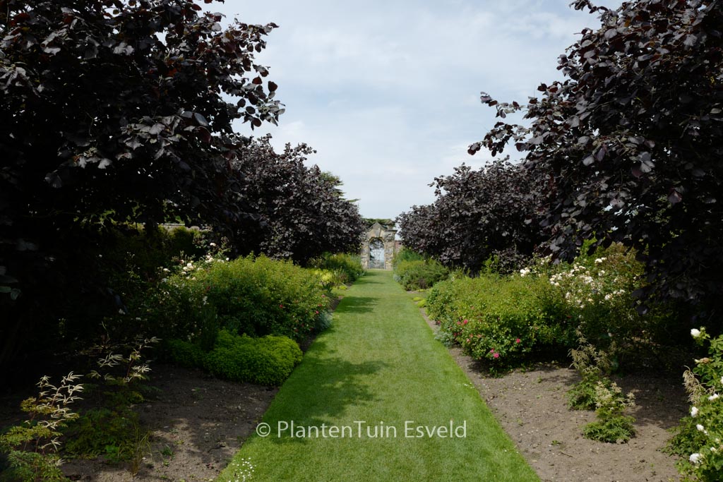 Corylus maxima ‘Purpurea’