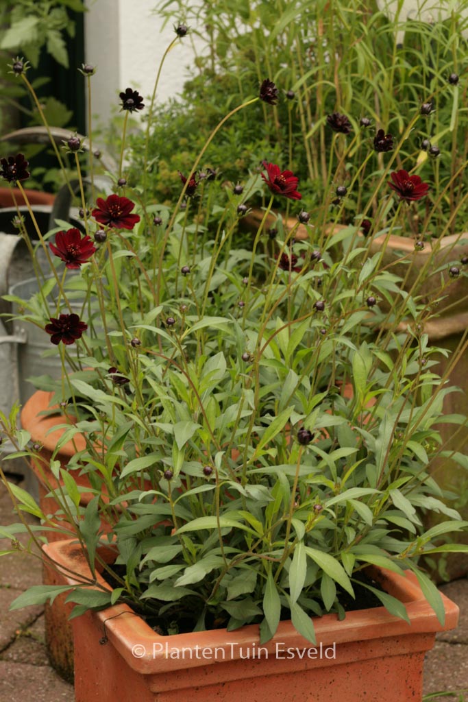 Cosmos atrosanguinea