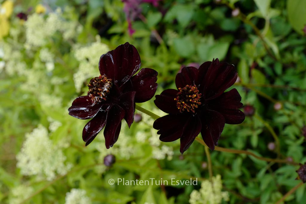 Cosmos atrosanguineus ‘Chocolate’