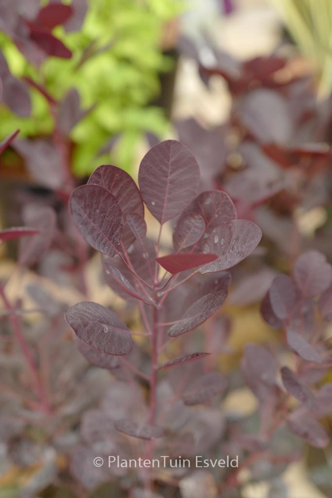 Cotinus coggygria ‘Lilla’