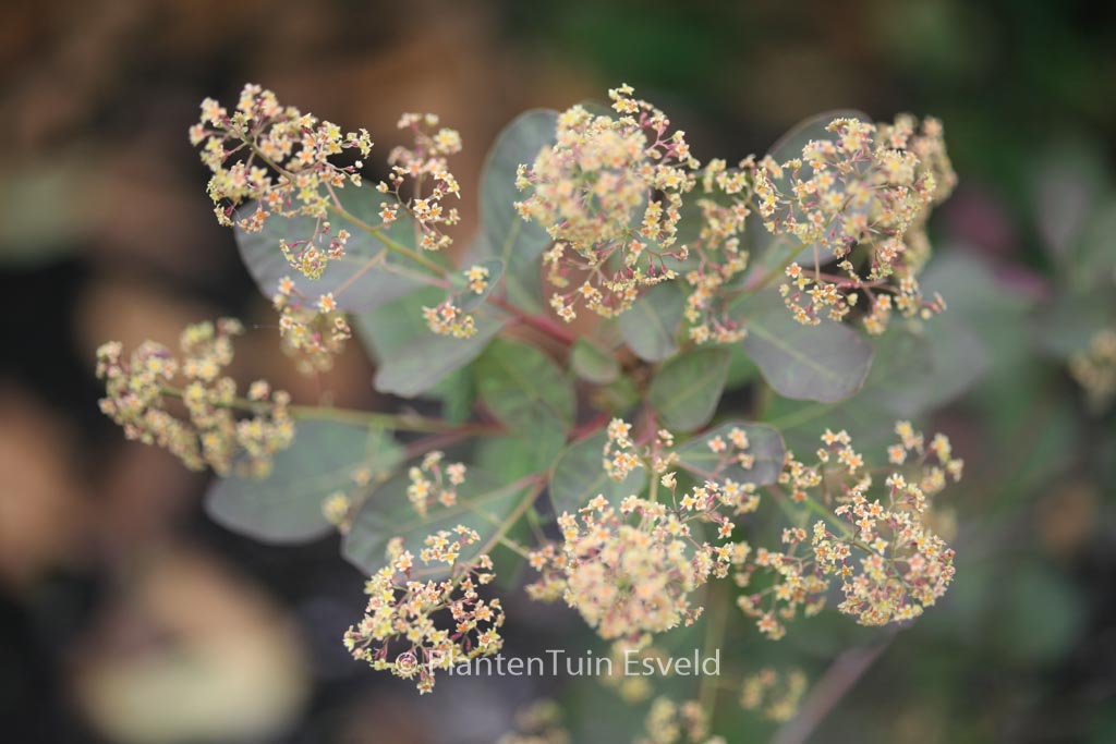 Cotinus coggygria ‘Nordine’