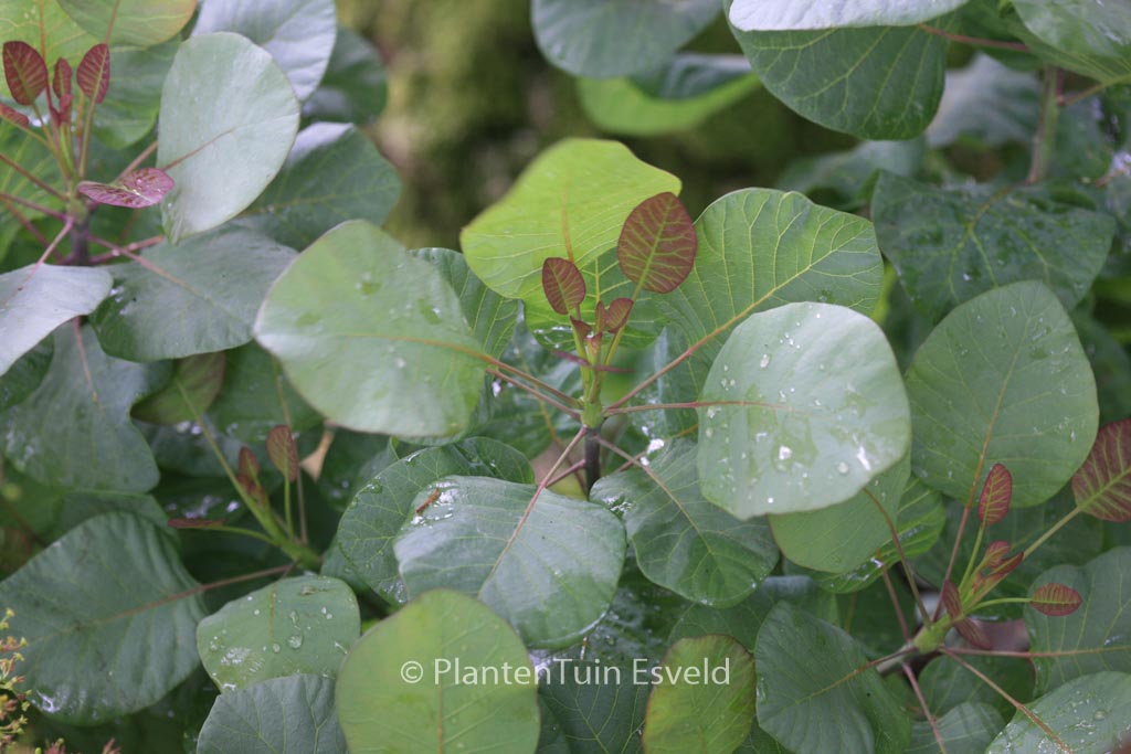 Cotinus coggygria ‘Old Fashioned’