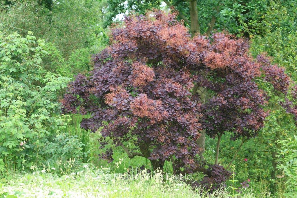 Cotinus coggygria ‘Royal Purple’