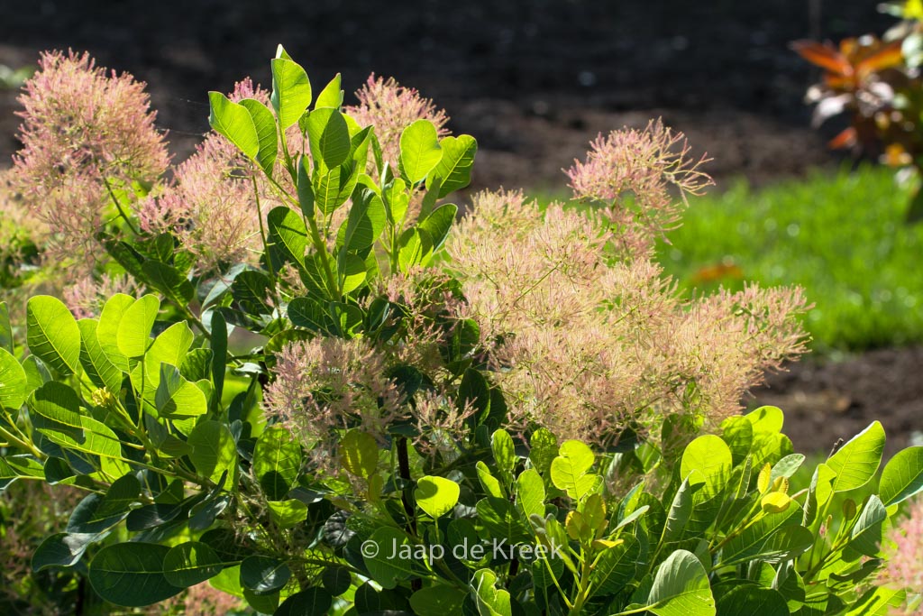 Cotinus coggygria ‘Young Lady’