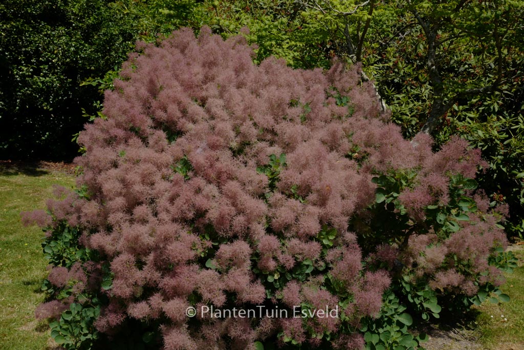 Cotinus coggygria