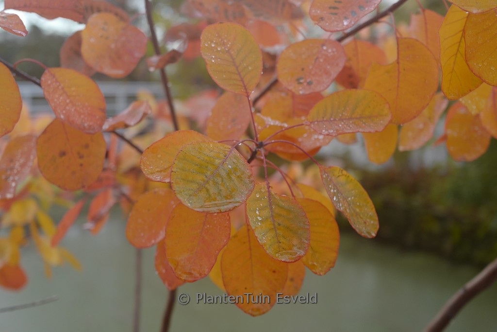 Cotinus obovatus ‘Tulsa Lady’