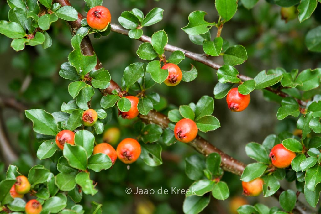 Cotoneaster adpressus