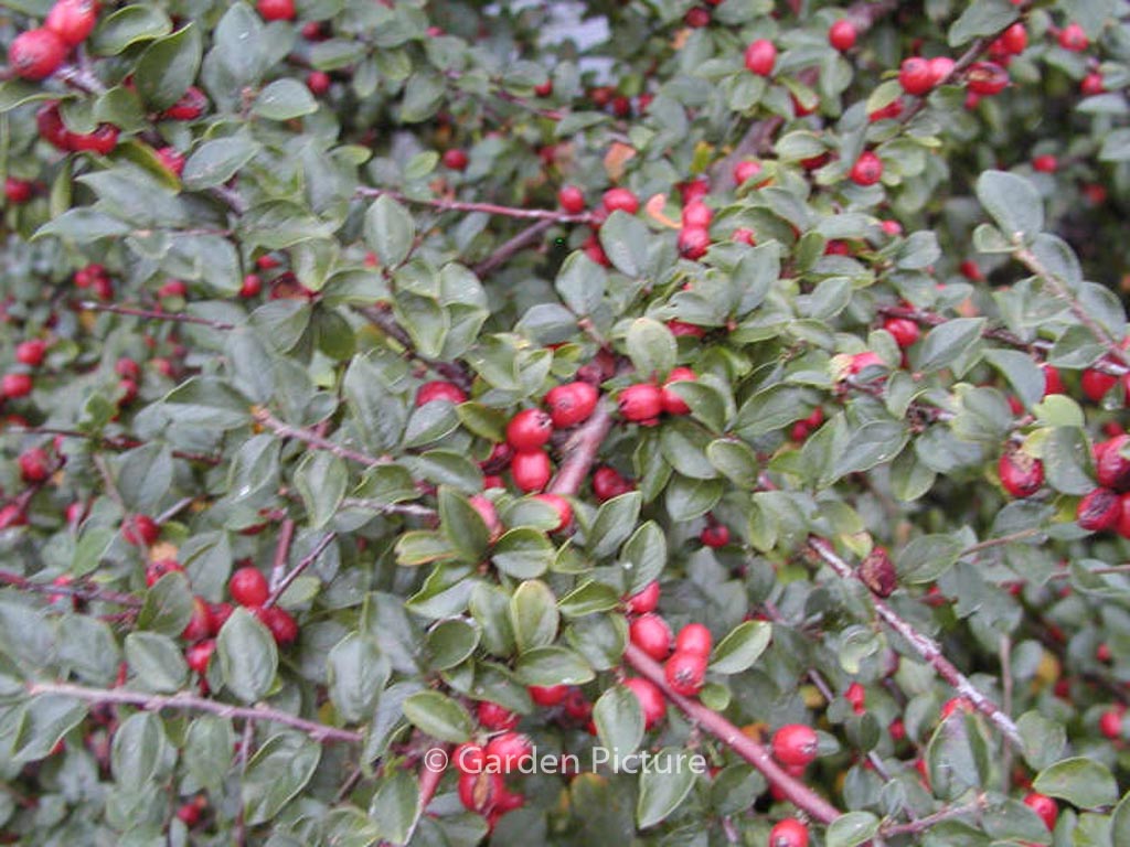 Cotoneaster dammeri ‘Major’