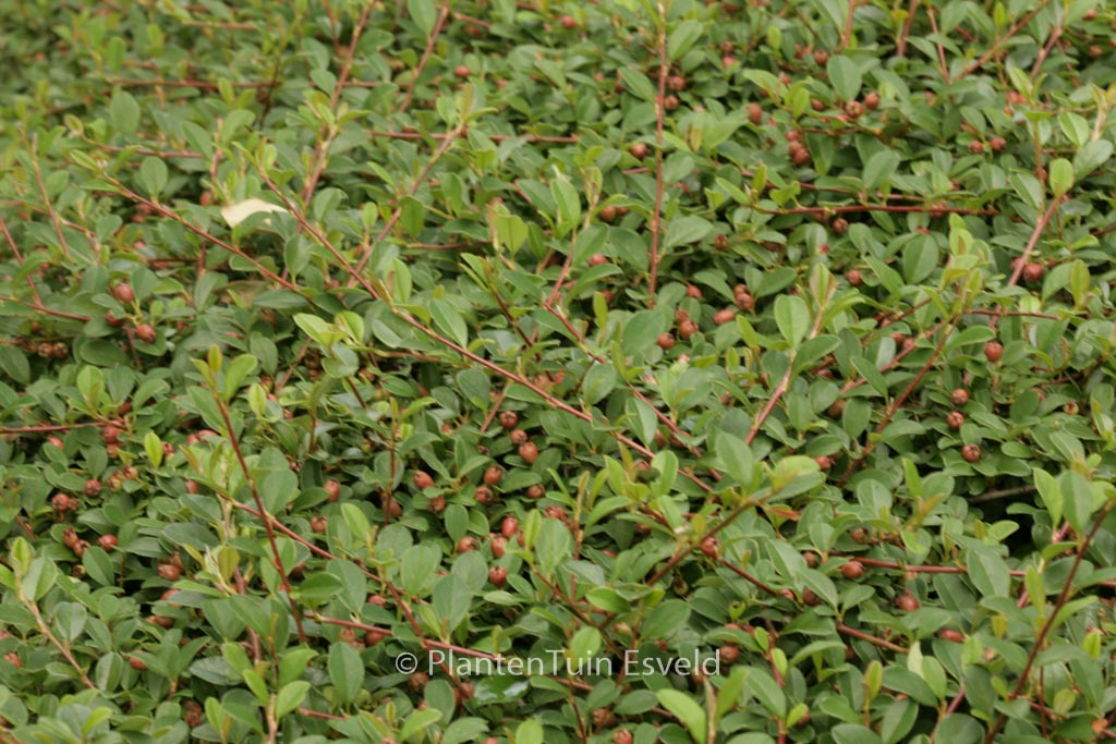 Cotoneaster dammeri