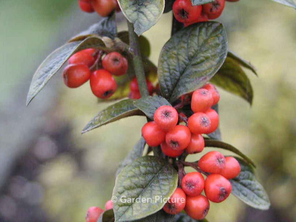 Cotoneaster franchetii