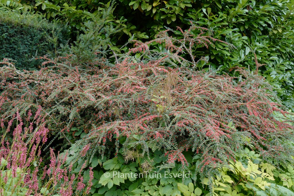 Cotoneaster horizontalis ‘Horizon’