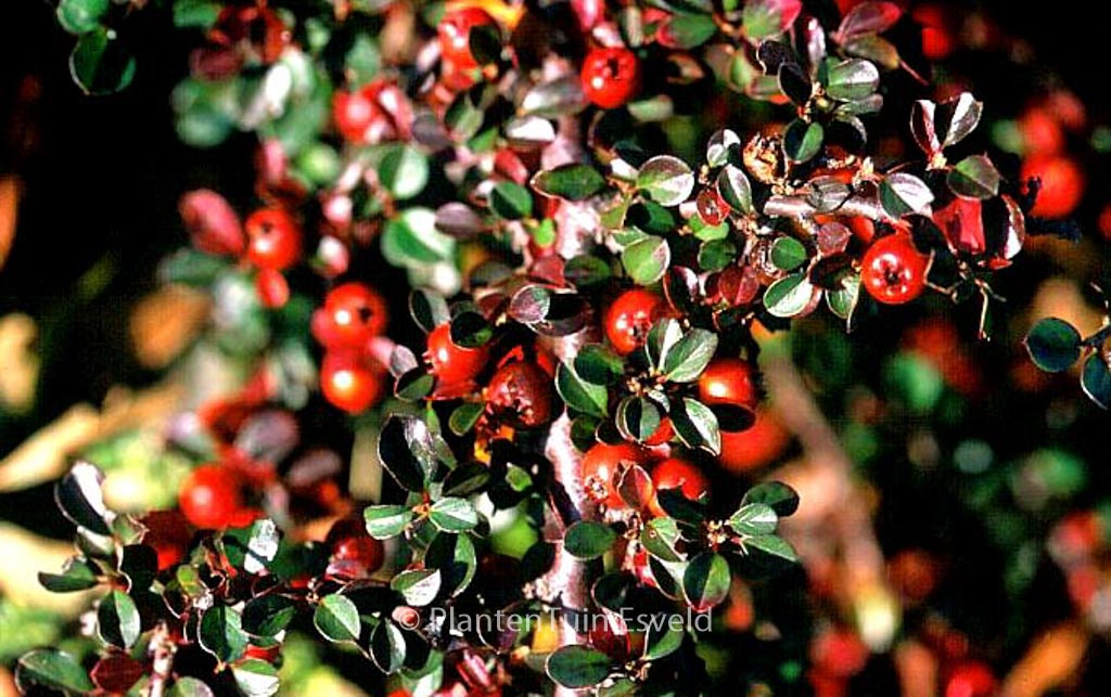Cotoneaster nanshan ‘Boer’